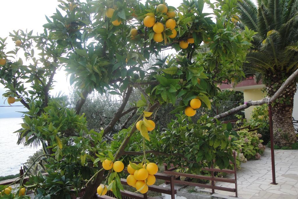Apartment Hortenzija Baska Voda Ngoại thất bức ảnh